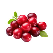 Мүкжидек шоғыры